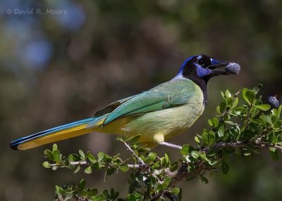 Green Jay