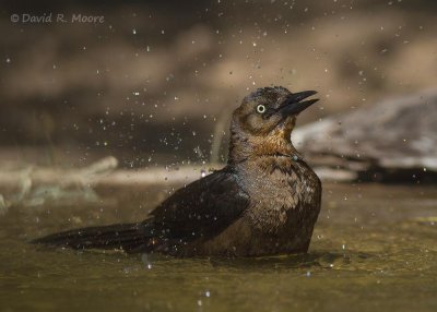 Great-tailed Grackle, female