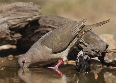 White-tipped Dove