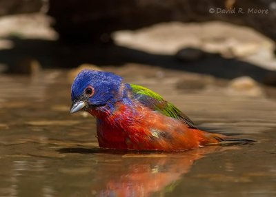 Painted Bunting