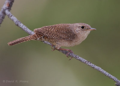 House Wren