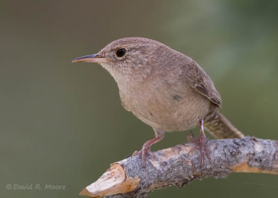 House Wren