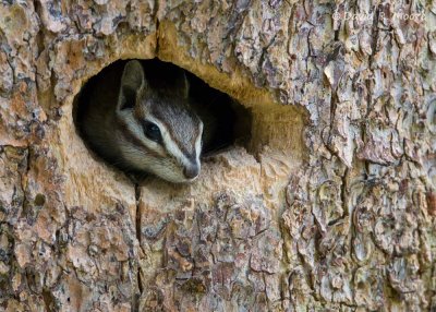 Alpine Chipmunk