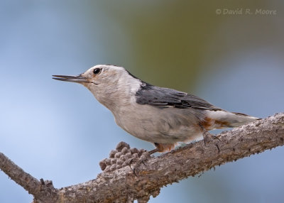 White-breasted Nuthatch