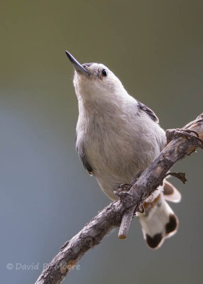 White-breasted Nuthatch