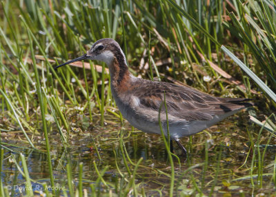 Wilson's Phalarope