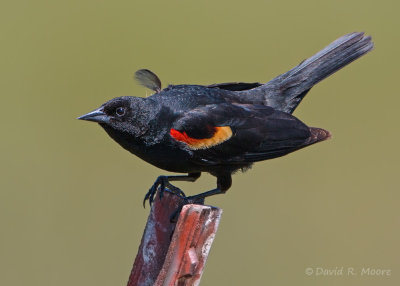 Red-winged Blackbird