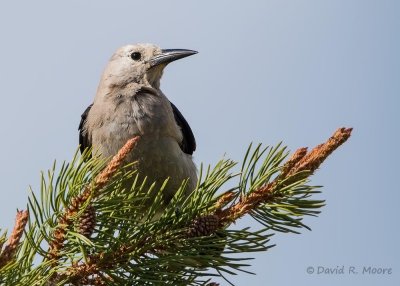 Clark's Nutcracker