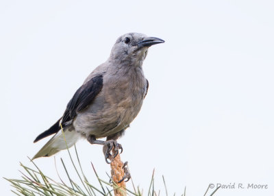Clark's Nutcracker