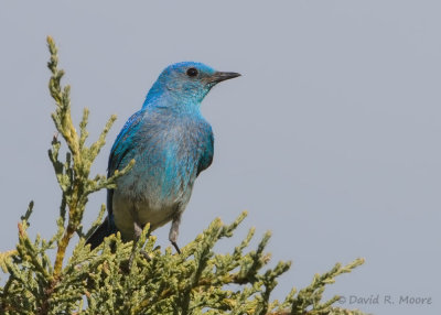 Mountain Bluebird