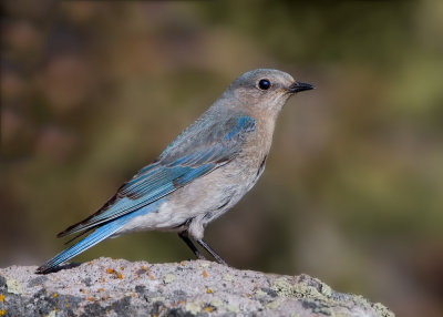 Mountain Bluebird