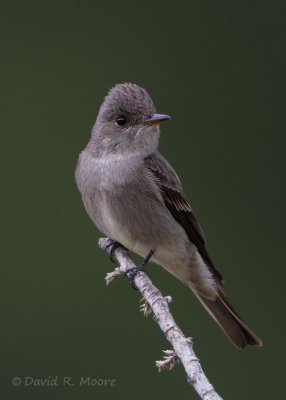 Western Wood-Pewee