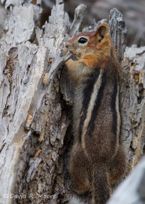 Alpine Chipmunk