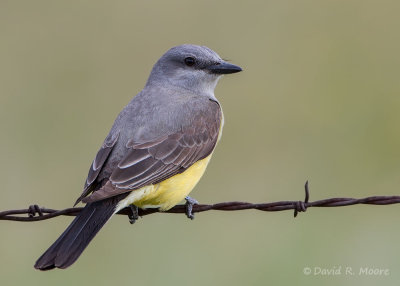 Western Kingbird