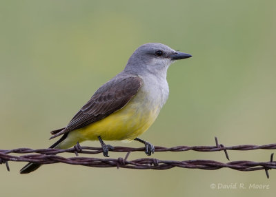 Western Kingbird