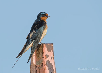 Barn Swallow