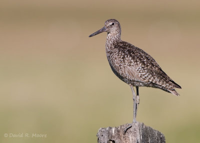 Willet