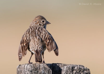 Vesper Sparrow