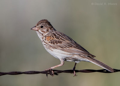 Vesper Sparrow
