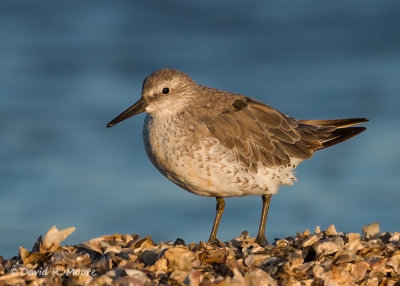 Red Knot