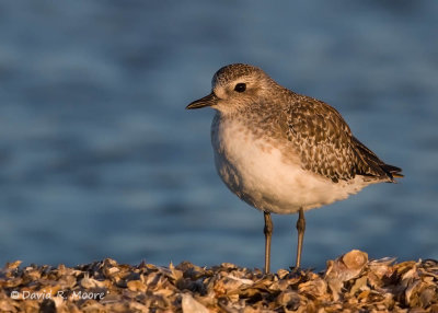 Black-bellied Plover, juvenile
