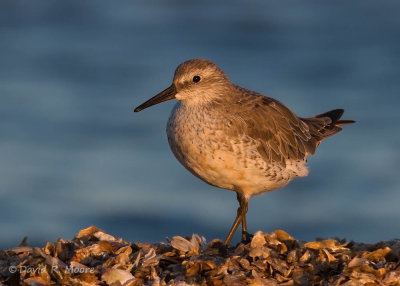 Red Knot