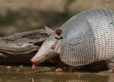 Armadillo