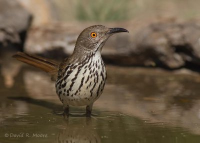 Long-billed Thrasher
