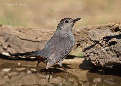 Gray Catbird