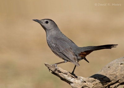 Gray Catbird