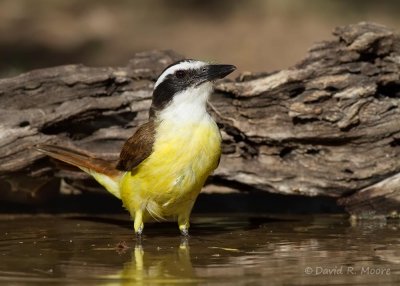 Great Kiskadee