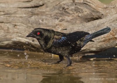 Bronzed Cowbird