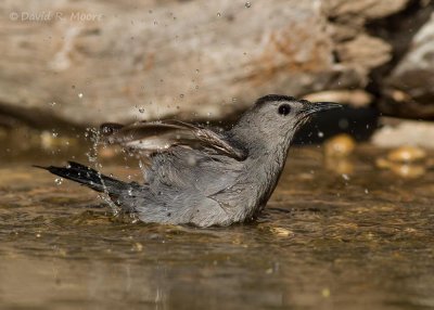 Gray Catbird