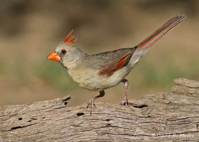 Northern Cardinal, female