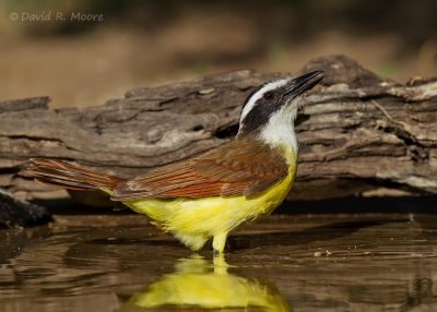 Great Kiskadee