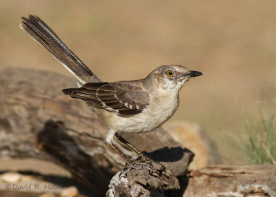 Northern Mockingbird