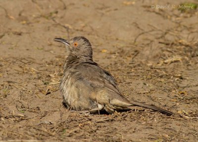 Curve-billed Thrasher