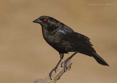 Bronzed Cowbird