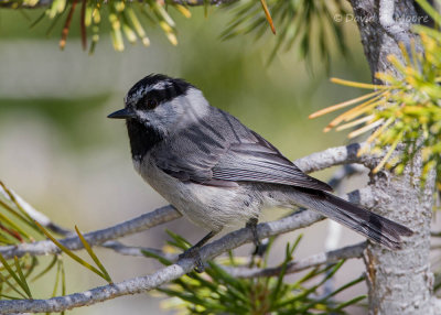 Mountain Chickadee