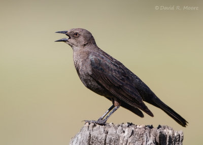 Brewer's Blackbird, female