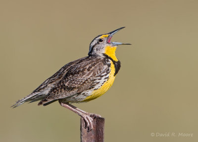 Western Meadowlark