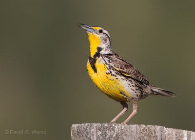 Western Meadowlark