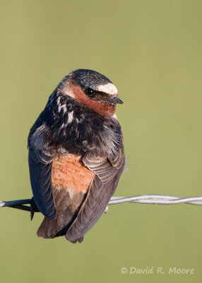Cliff Swallow