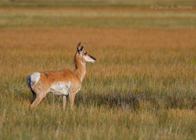 Pronghorn