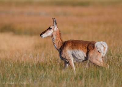 Pronghorn
