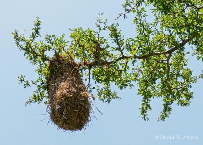 Altamira Oriole nest