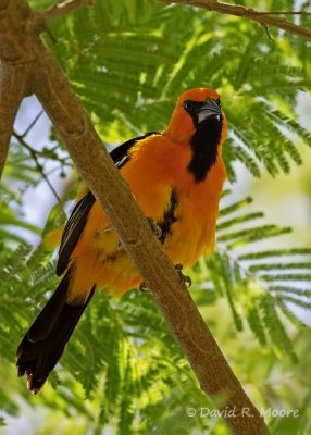 Altamira Oriole