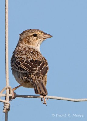 Cassin's' Sparrow