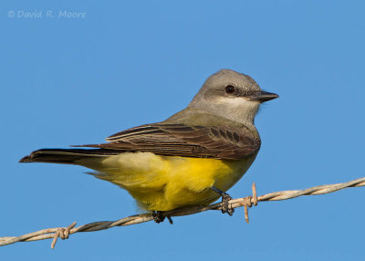Western Kingbird