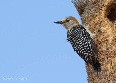 Golden-fronted Woodpecker